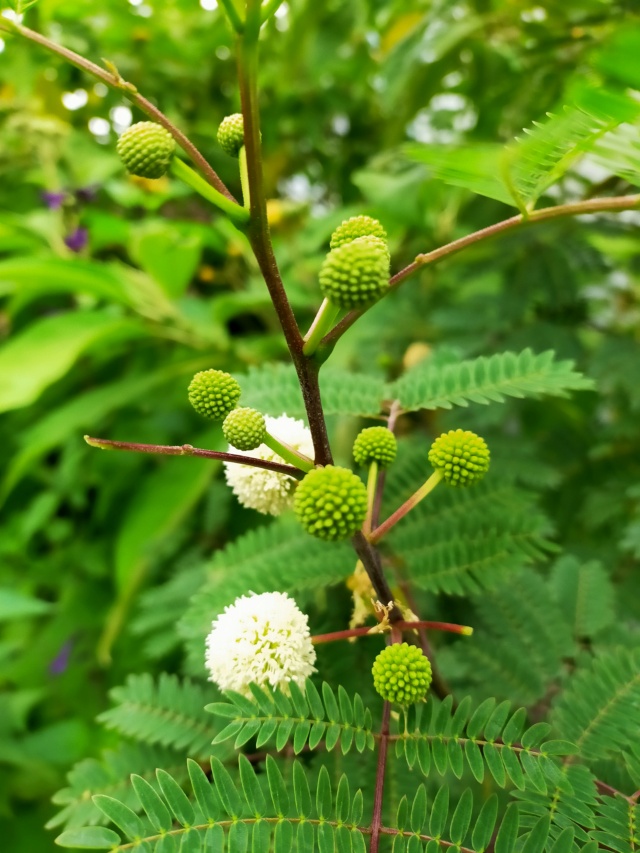 Leucaena leucocephala [devinette] Img20169