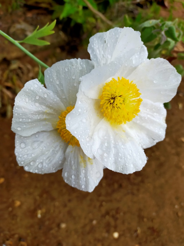 Romneya coulteri - Page 4 Img20313