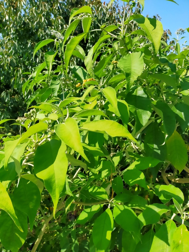 Solanum mauritianum - bringellier marron Img20339