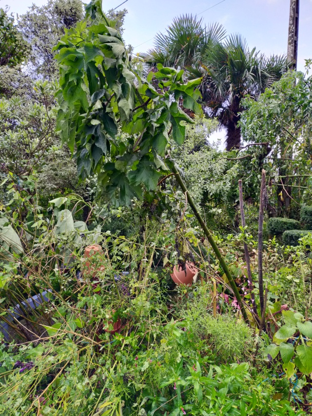 La tempête du 3 octobre, dans le jardin de Michou. Img20384