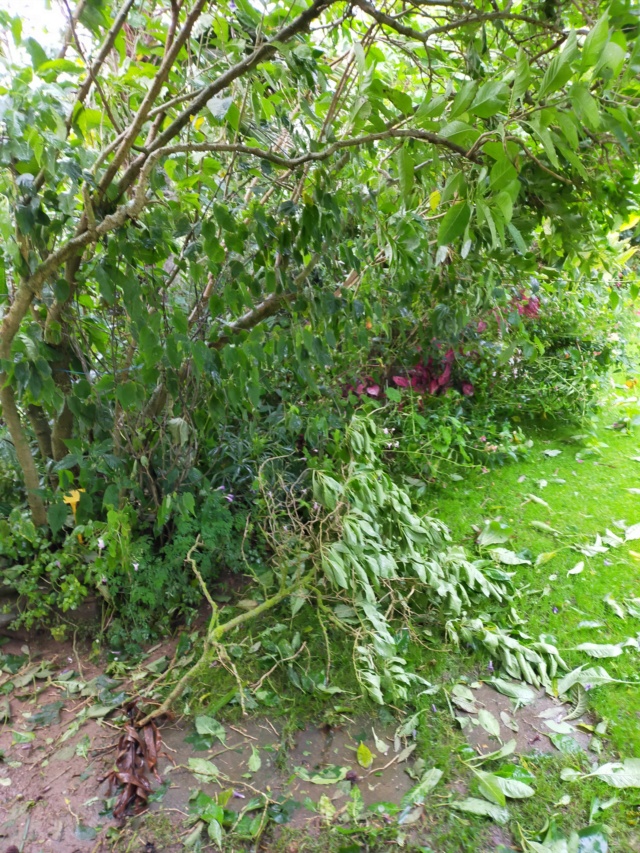 La tempête du 3 octobre, dans le jardin de Michou. Img20385