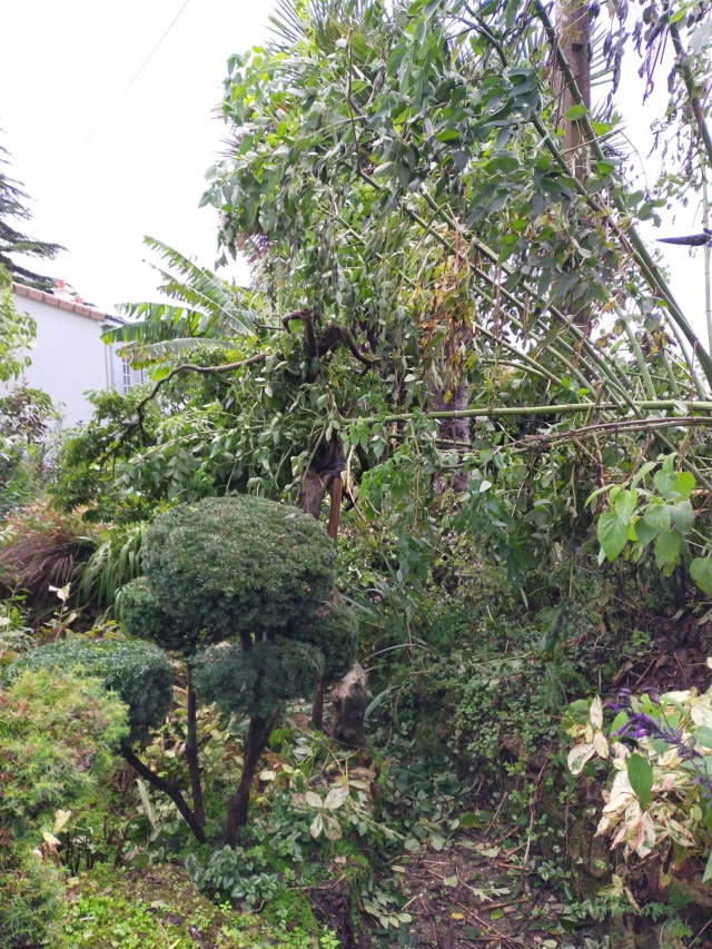 La tempête du 3 octobre, dans le jardin de Michou. Img20386