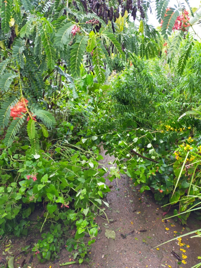 La tempête du 3 octobre, dans le jardin de Michou. Img20388