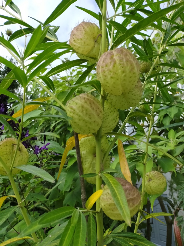 Gomphocarpus fruticosus - faux cotonnier Img20399