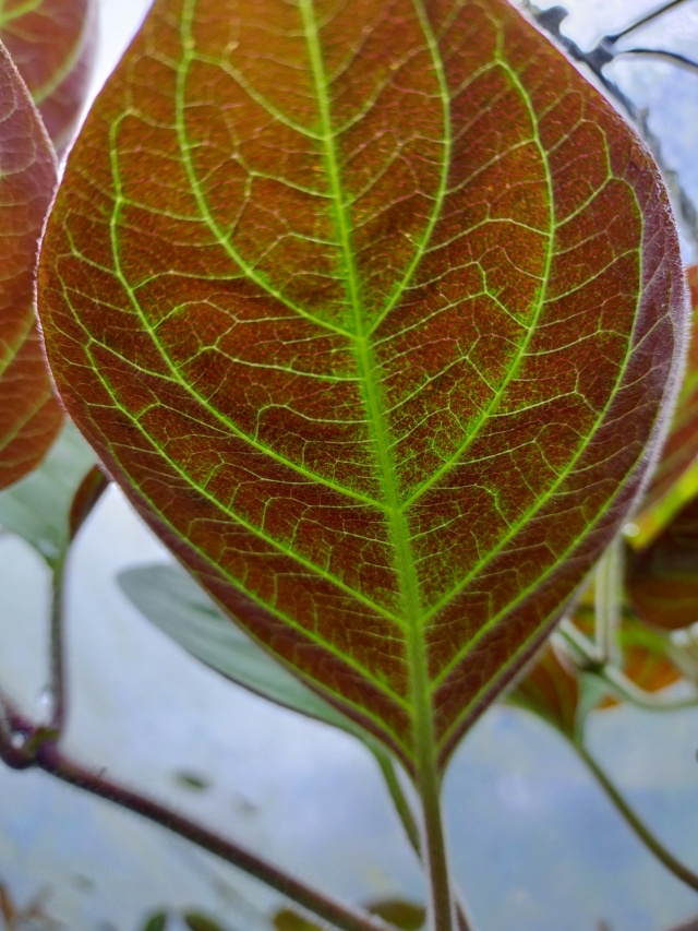 Paederia lanuginosa Img20435
