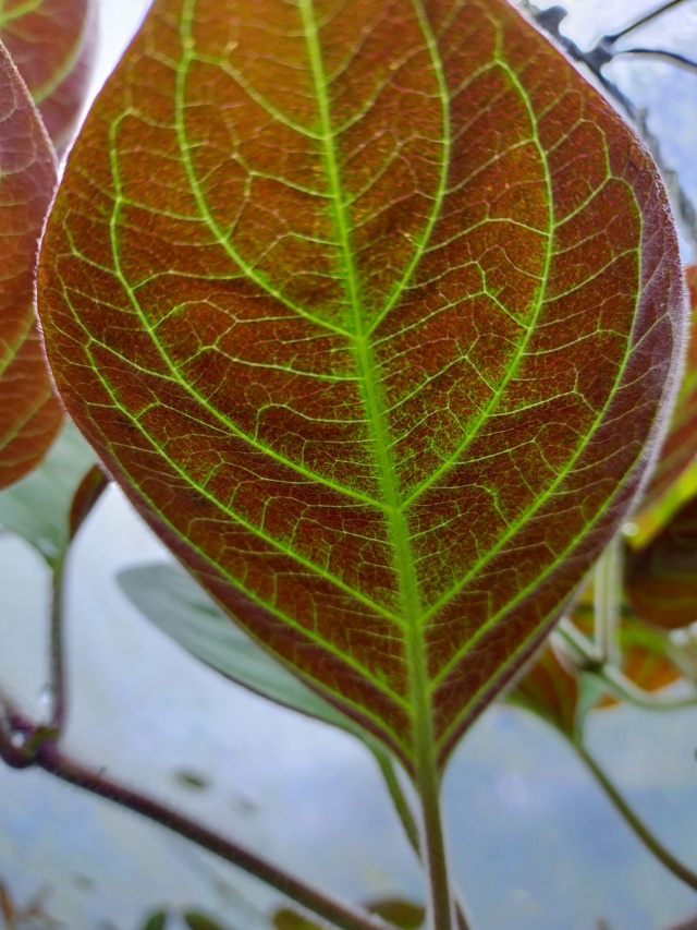 Paederia lanuginosa Img20435