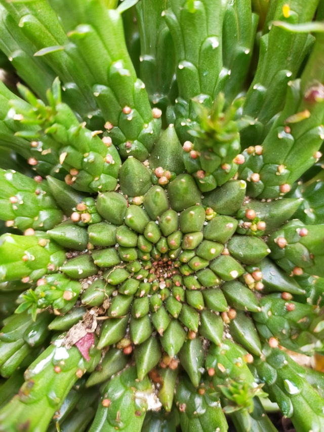 Euphorbia flanaganii Img20466