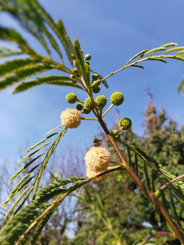 Leucaena leucocephala Img20470