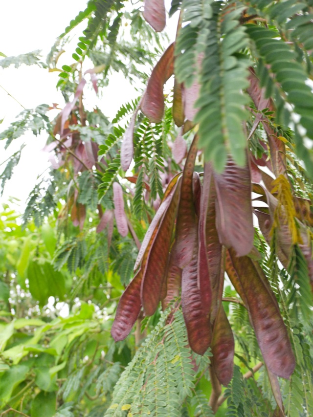 Leucaena leucocephala Img20471