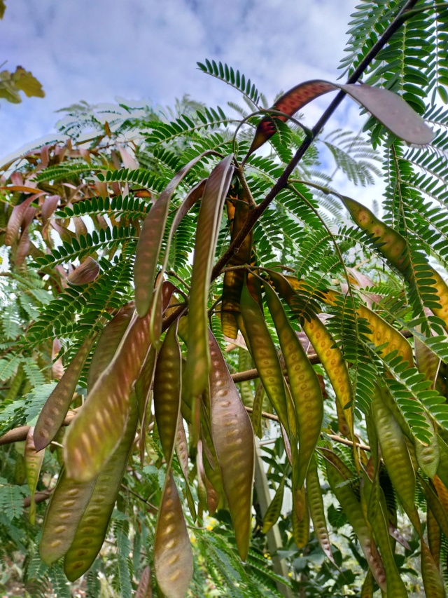 Leucaena leucocephala Img20472