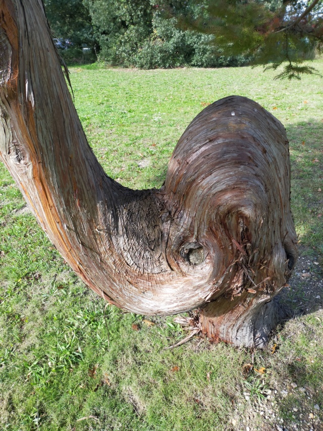 Un tronc curieux..  et bizarre d'un conifère.... Img20521