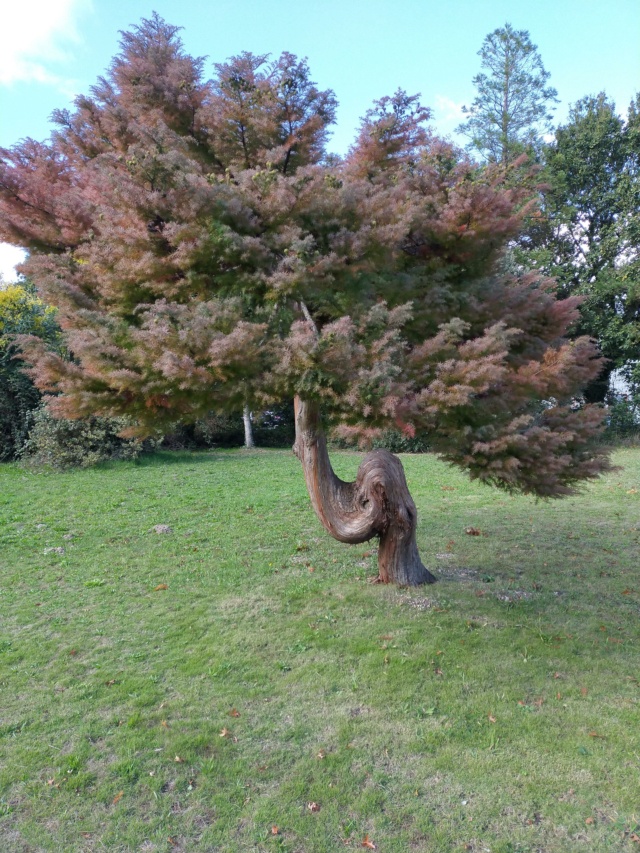 Un tronc curieux.. et bizarre d'un conifère.... Img20523