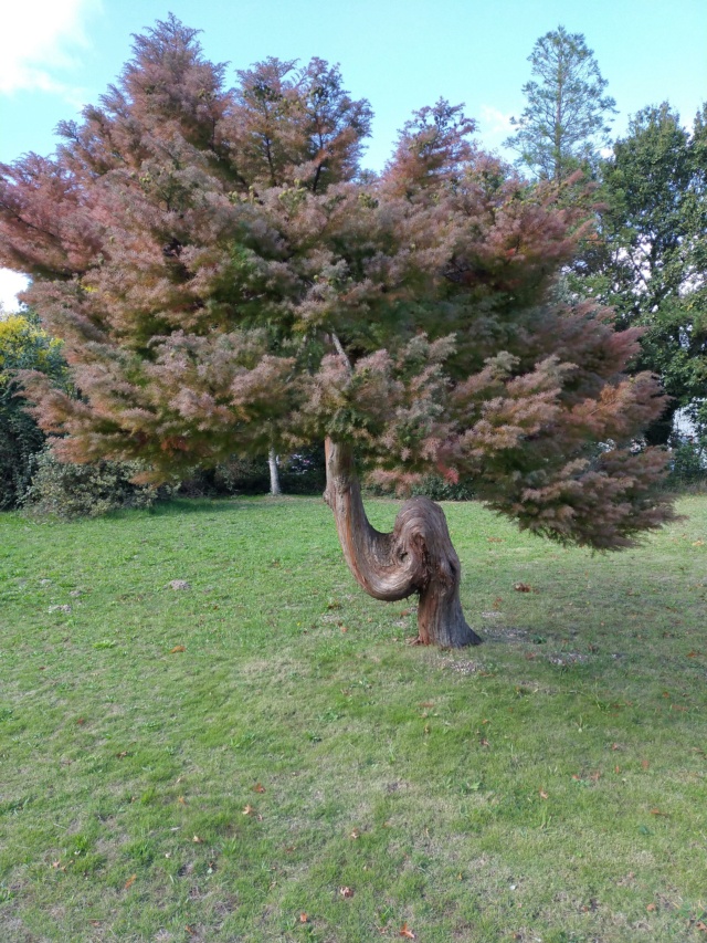 Un tronc curieux..  et bizarre d'un conifère.... Img20523