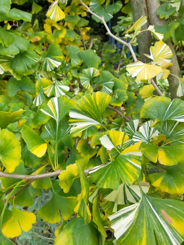 Ginkgo biloba - arbre aux quarante écus - Page 6 Img20531