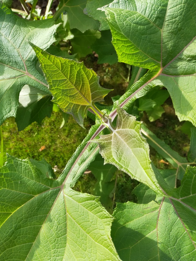 Smallanthus sonchifolius - poire de terre, yacon Img20537