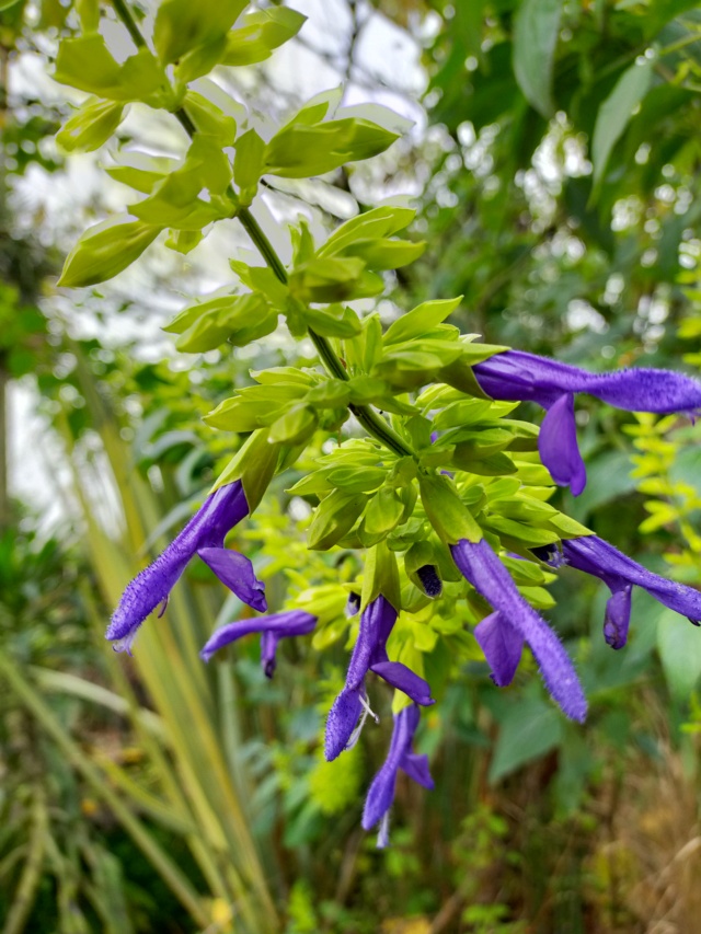 Salvia mexicana 'Limelight' Img20541