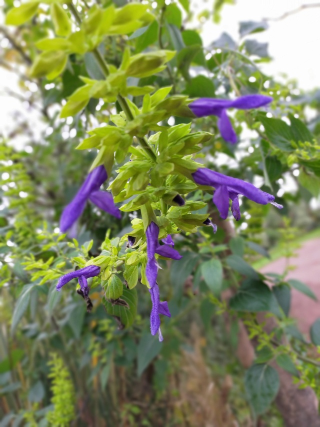Salvia mexicana 'Limelight' Img20543