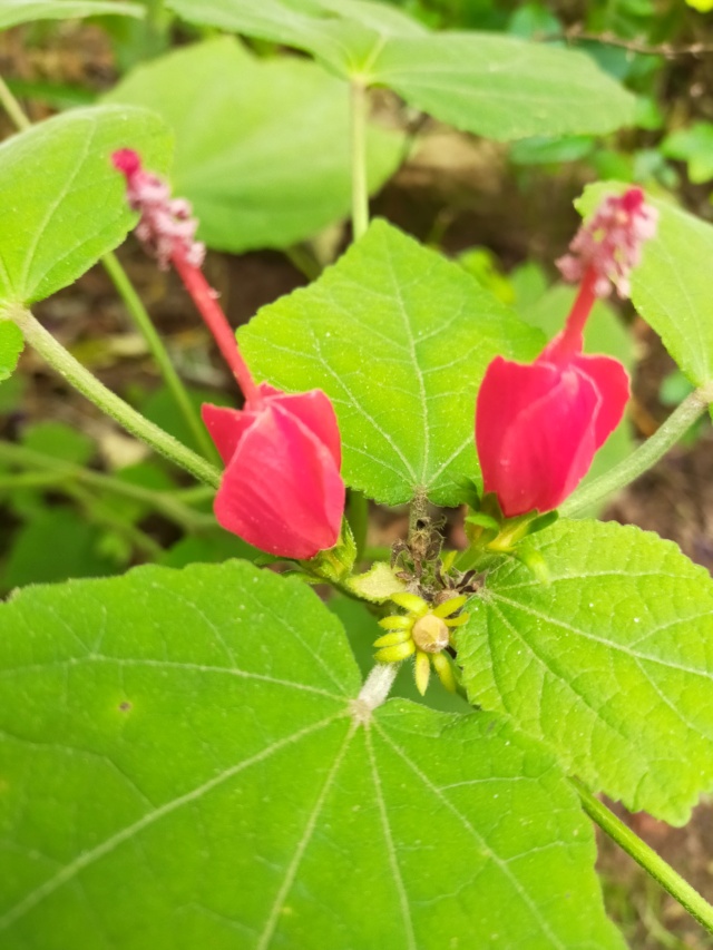 Malvaviscus arboreus - hibiscus piment, hibiscus dormant - Page 2 Img20547