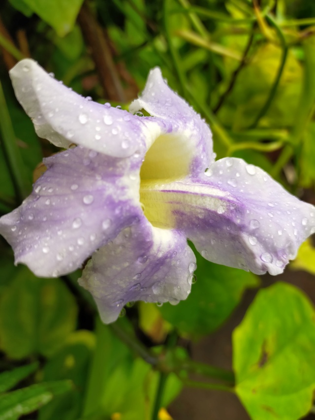 Thunbergia grandiflora 'Augusta Blue' - trompette du Bengale Img20605