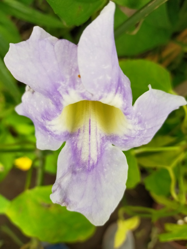Thunbergia grandiflora 'Augusta Blue' - trompette du Bengale Img20632