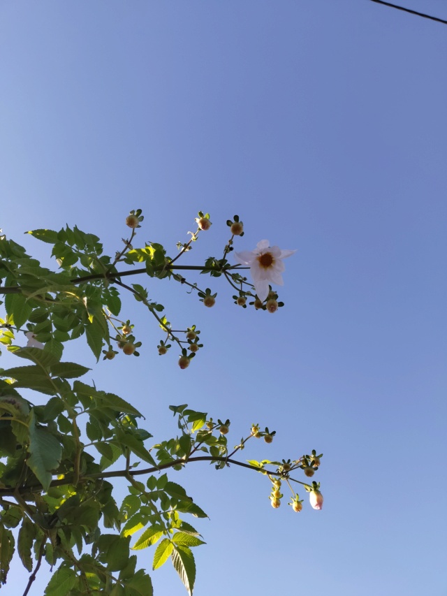Dahlia imperialis - Page 9 Img20657