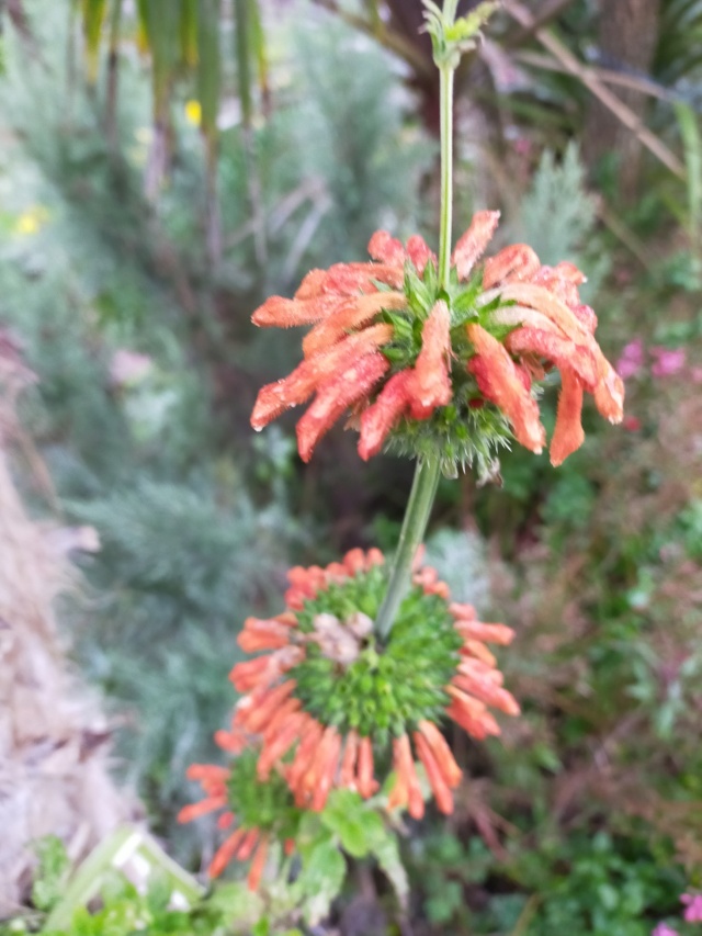 Leonotis ocymifolia Img20686