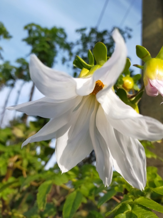 Dahlia imperialis - Page 10 Img20691