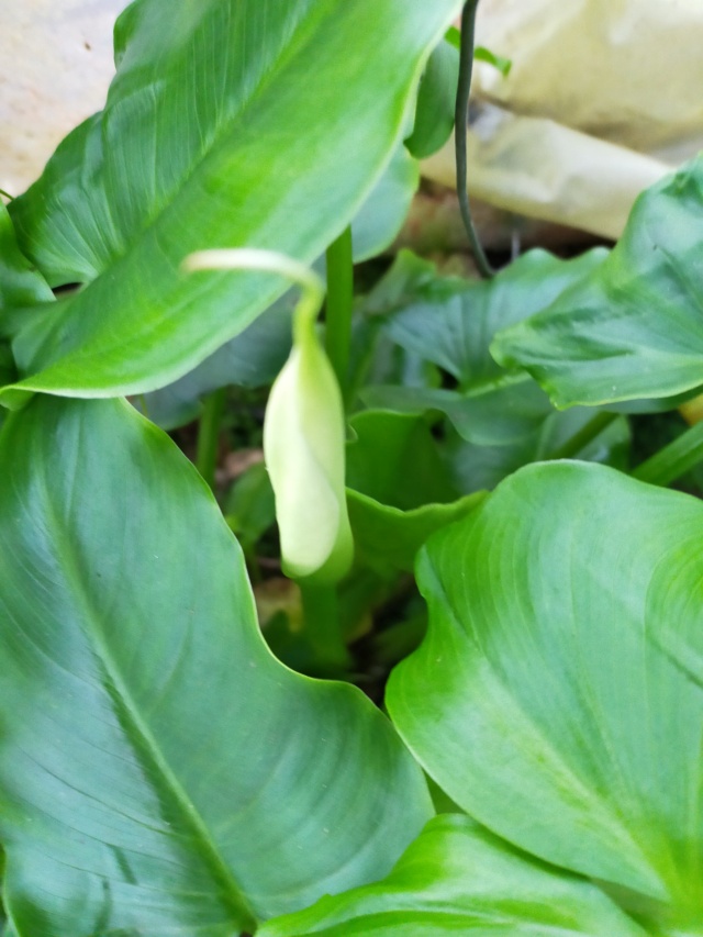 Zantedeschia aethiopica - arum d'Ethiopie Img20709