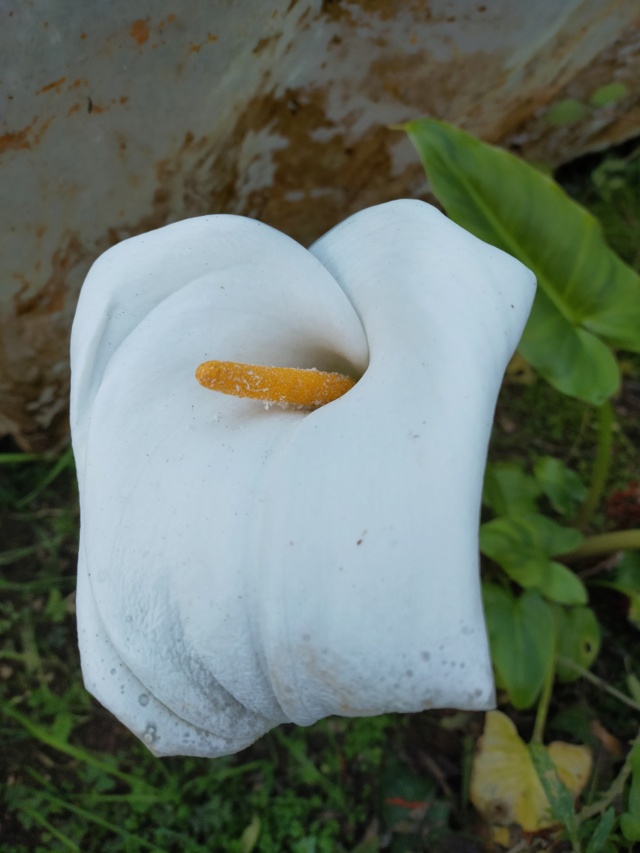 Zantedeschia aethiopica - arum d'Ethiopie Img20711