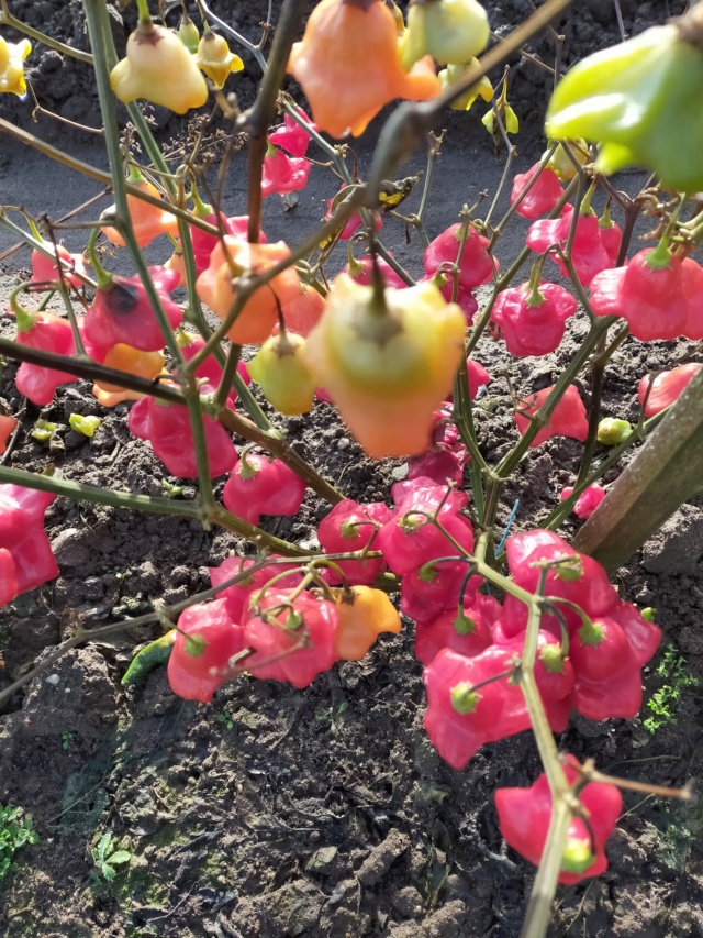 Des fruits d'automne dans le jardin de Michel Img20779