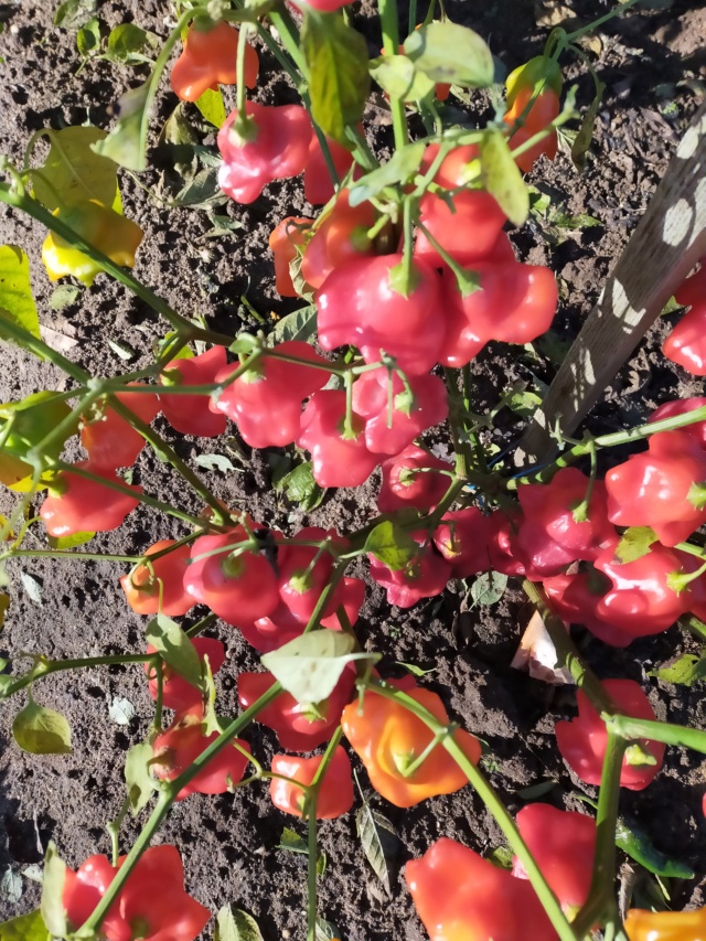 Des fruits d'automne dans le jardin de Michel Img20781