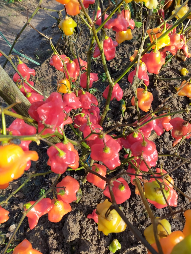 Des fruits d'automne dans le jardin de Michel Img20782