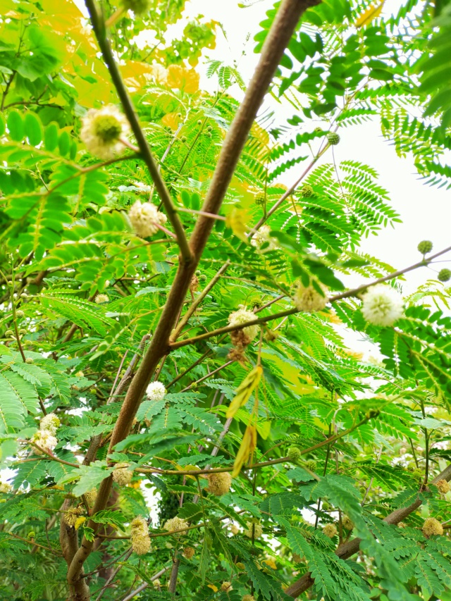 Zapoteca portoricensis (= Calliandra portoricensis) - arbre aux houppettes Img20833