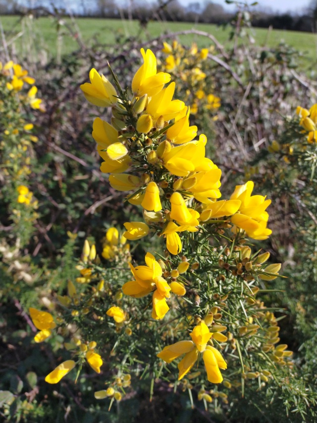 Ulex europaeus - ajonc d'Europe Img20969