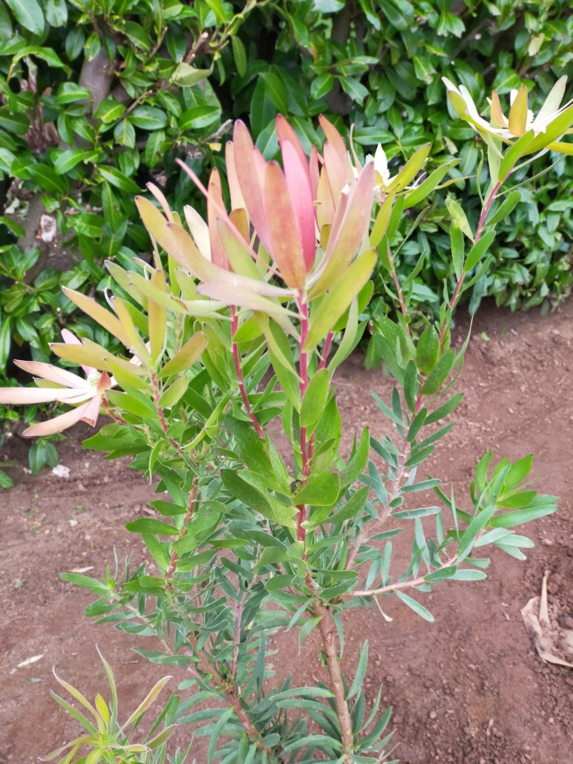 Leucadendron laureolum x salignum Img21018