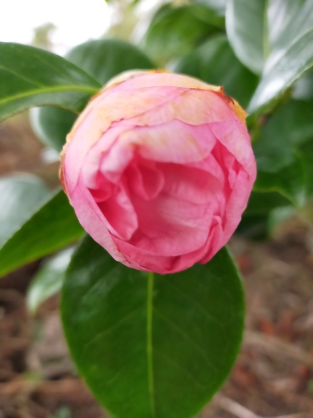 Camellia 'Mme Marie-Jo' Img21055