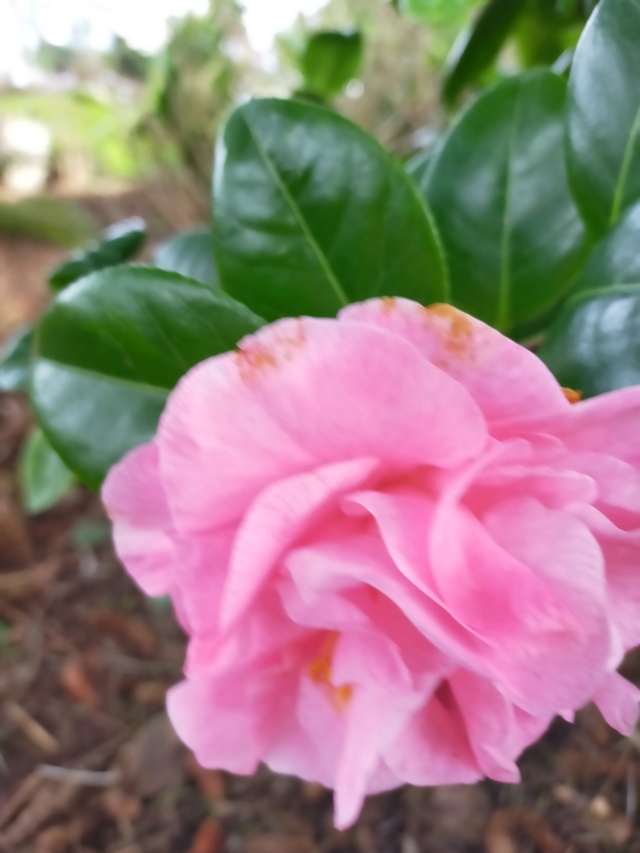 Camellia 'Mme Marie-Jo' Img21072