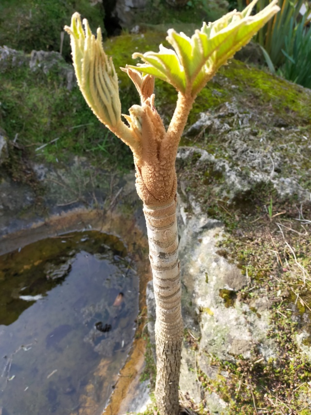 Tetrapanax papyrifera - Page 21 Img21125