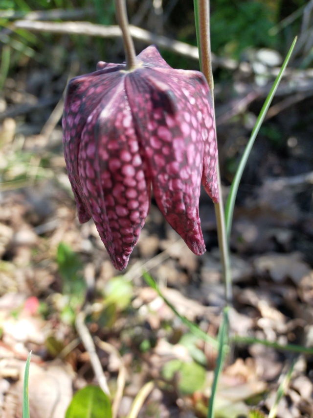 Fritillaria meleagris - fritillaire pintade - Page 2 Img21221