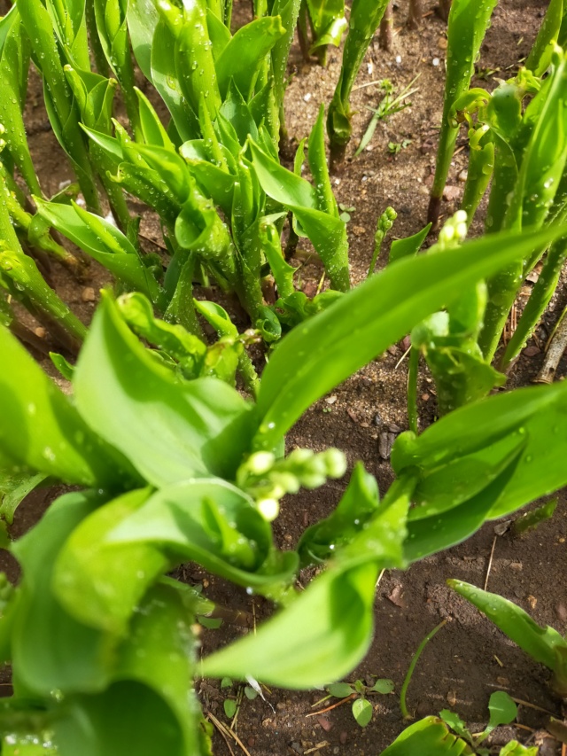 Convallaria majalis - muguet Img21239