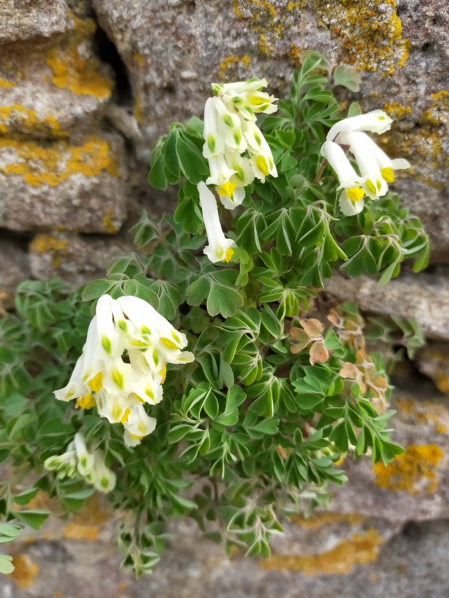 Pseudofumaria alba subsp. acaulis (= Corydalis ochroleuca) Img21241