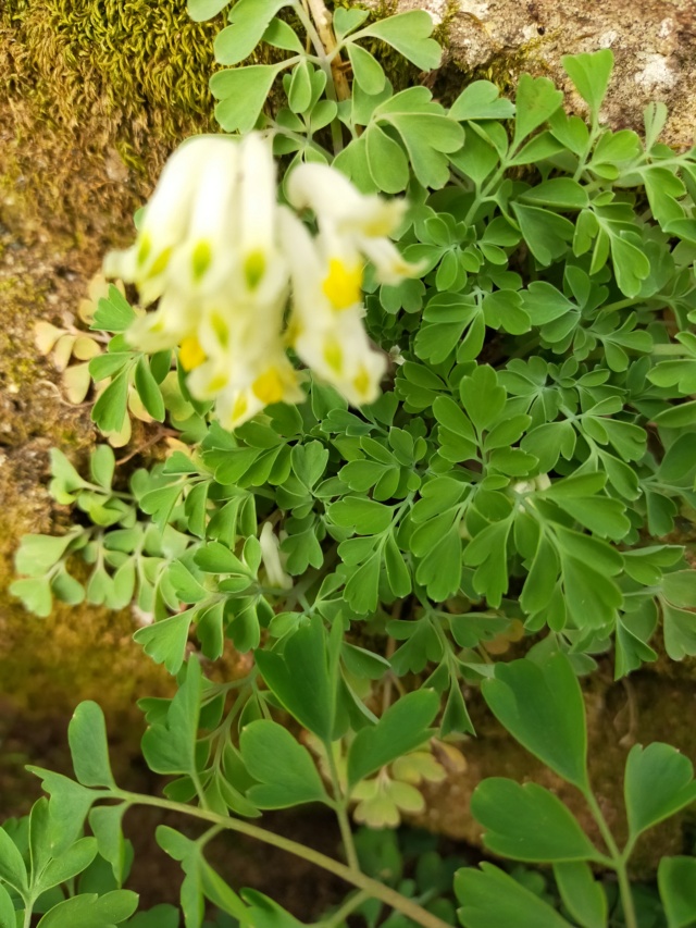 Pseudofumaria alba subsp. acaulis (= Corydalis ochroleuca) Img21243