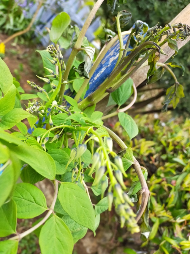 Decaisnea fargesii - arbre aux haricots bleus Img21289