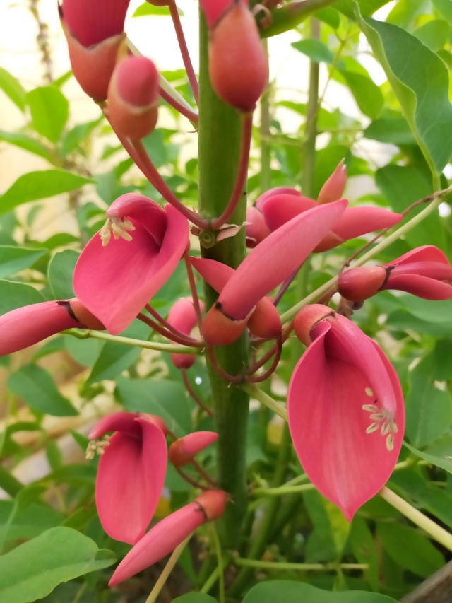 Erythrina crista-galli - Page 14 Img21406