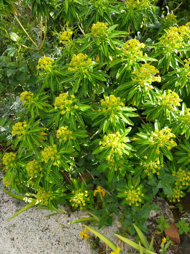 Euphorbia mellifera  - Page 2 Img21507