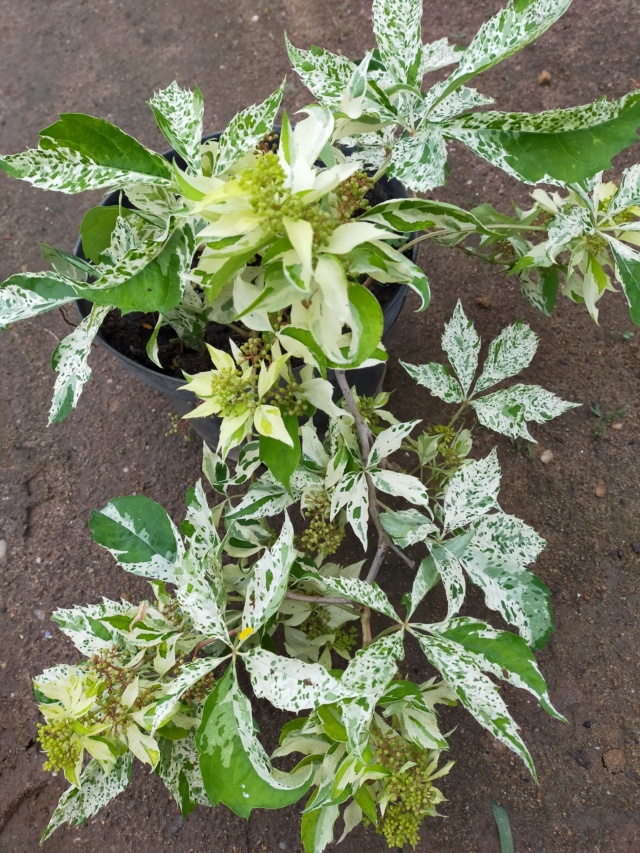 Parthenocissus quinquefolia 'Star Shower' - vigne vierge panachée Img21650