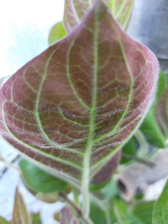 Paederia lanuginosa Img21713