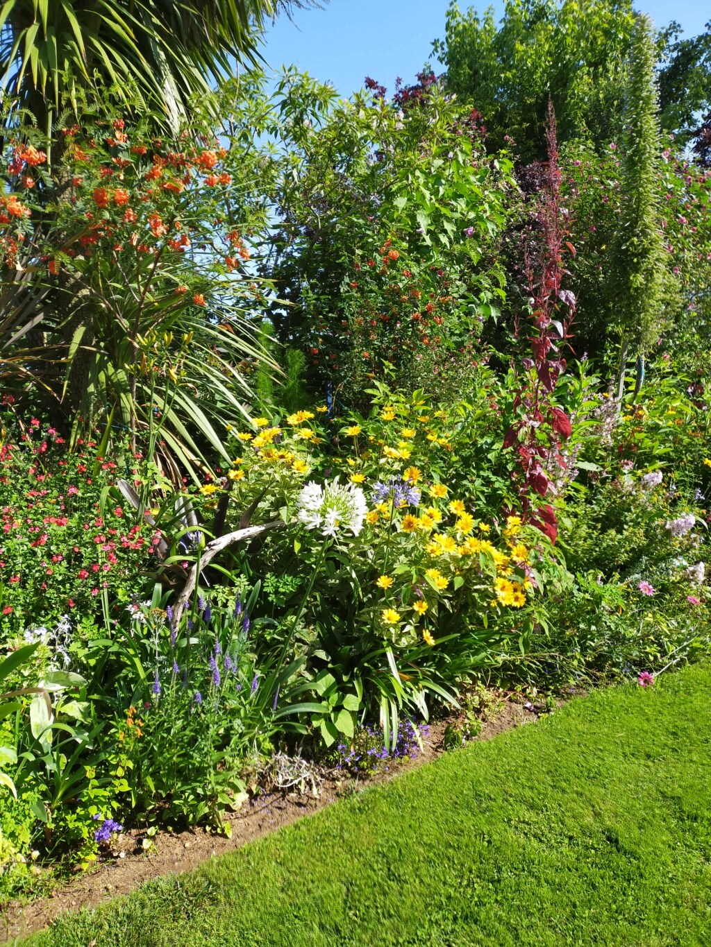 Michou - un jardin de curiosités et de botanique de Marie-Jo et de Michel " 44 "     - Page 16 Img21834