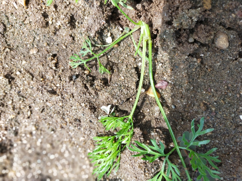 Gryllotalpa gryllotalpa - la courtilière, l'ennemie des jardiniers Img21856