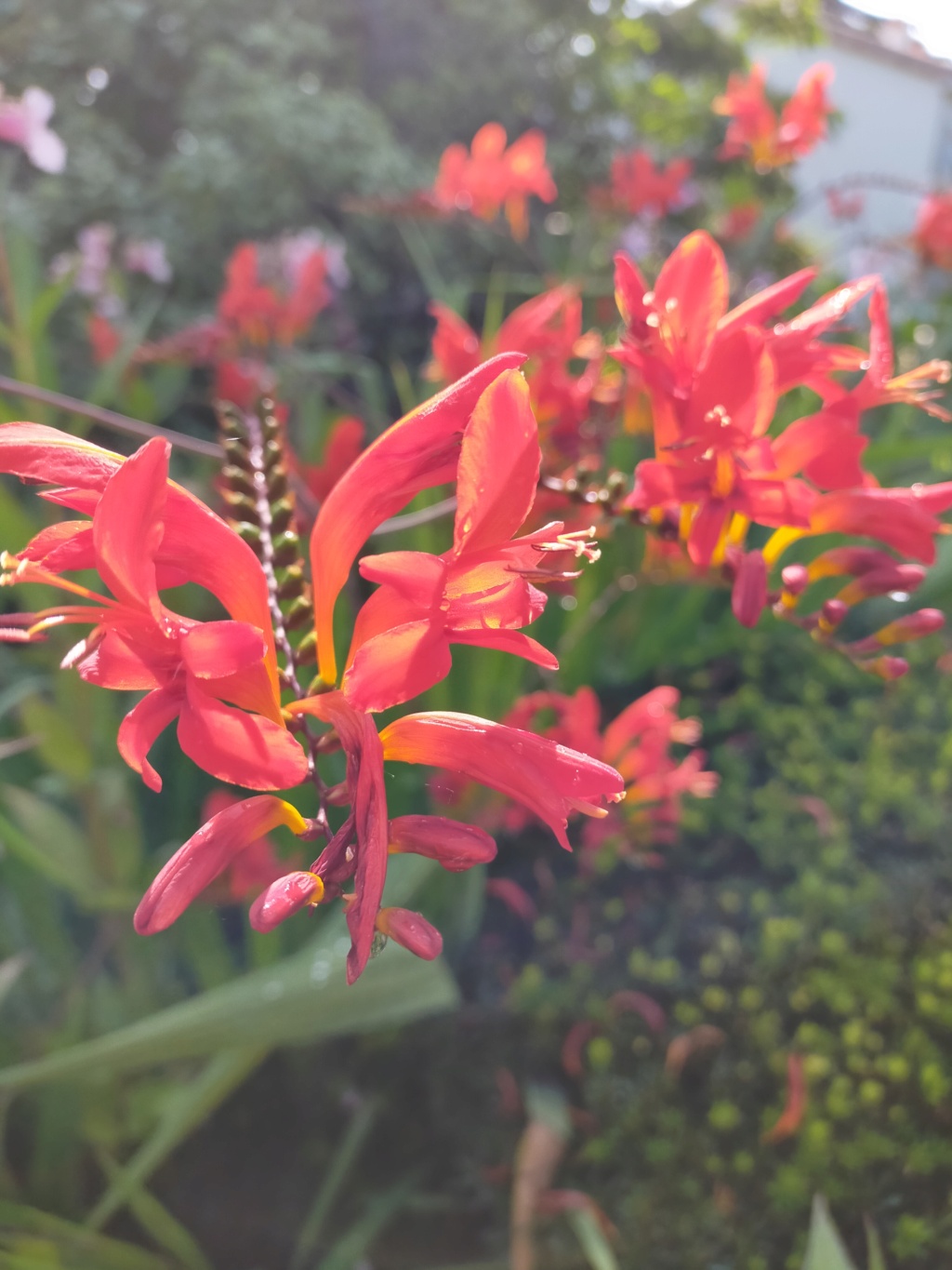 Crocosmia (= Montbretia) - le genre Img21876